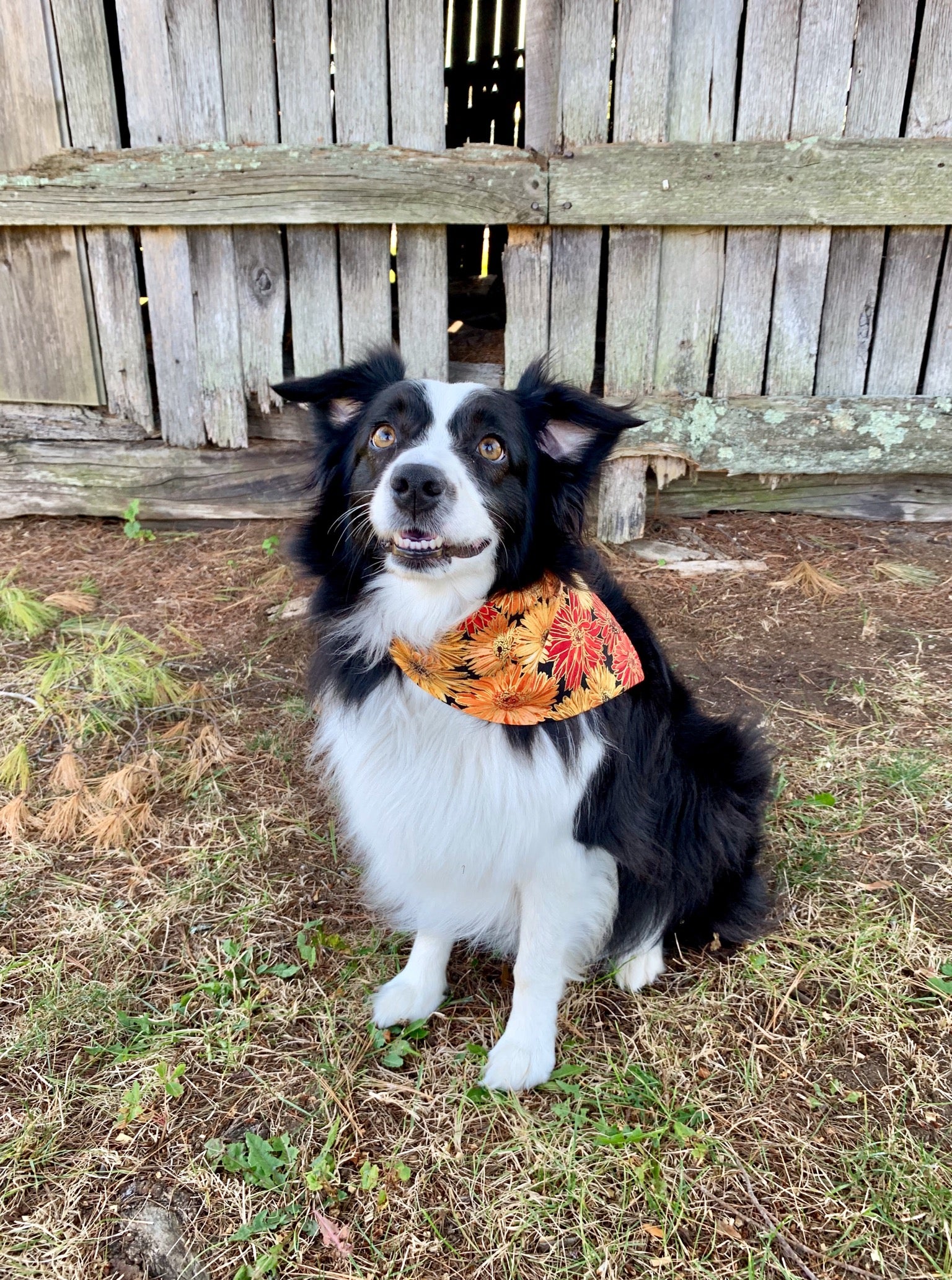 Fall & Floral Dog Bandana